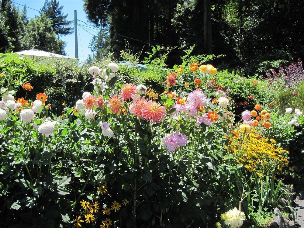 Fern Grove Bed and breakfast Guerneville