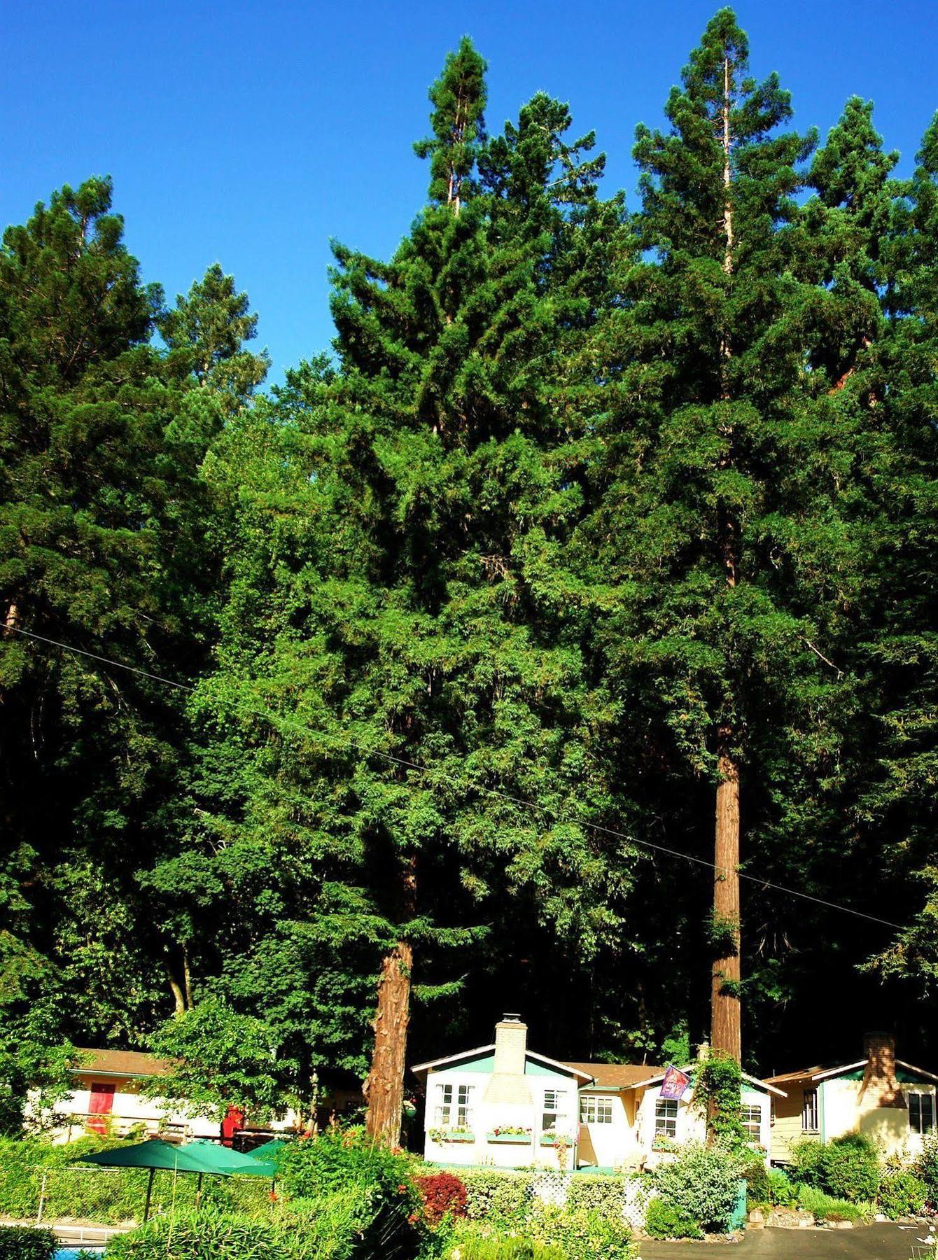 Fern Grove