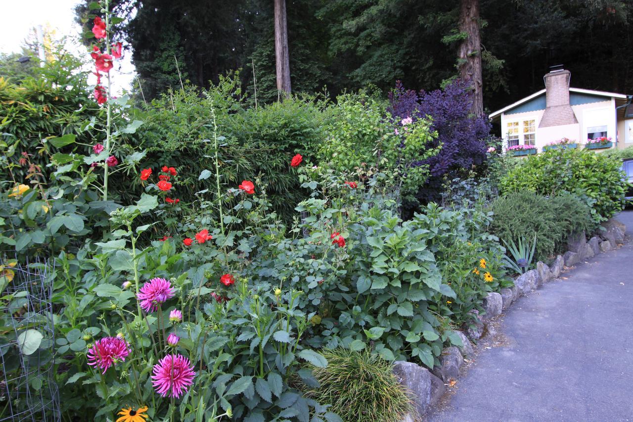 Fern Grove Guerneville