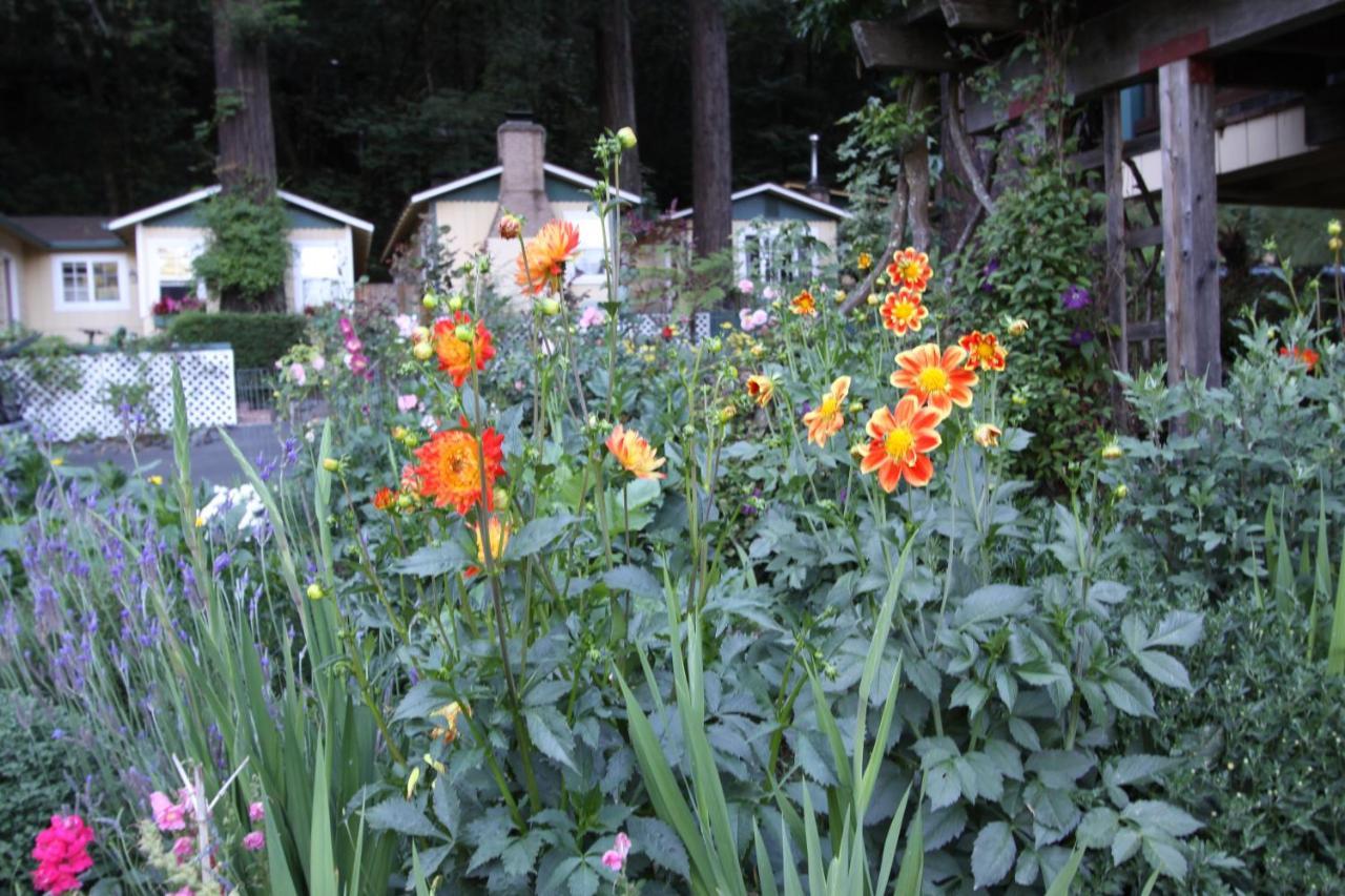Fern Grove Guerneville